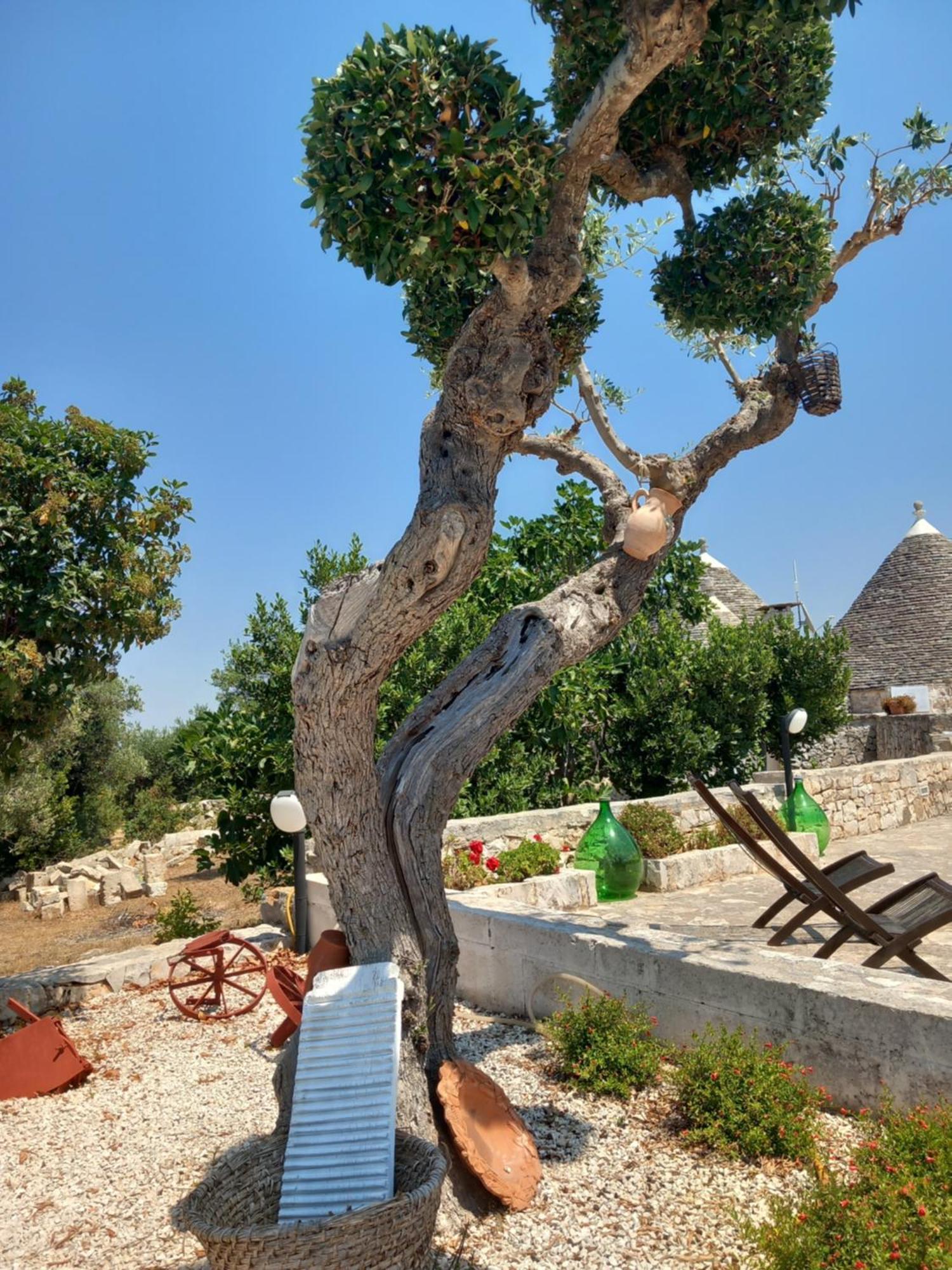 알베르벨로 Trullo Monte Del Sale 게스트하우스 외부 사진